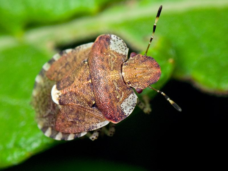 Dyroderes umbraculatus (Fabricius, 1775)